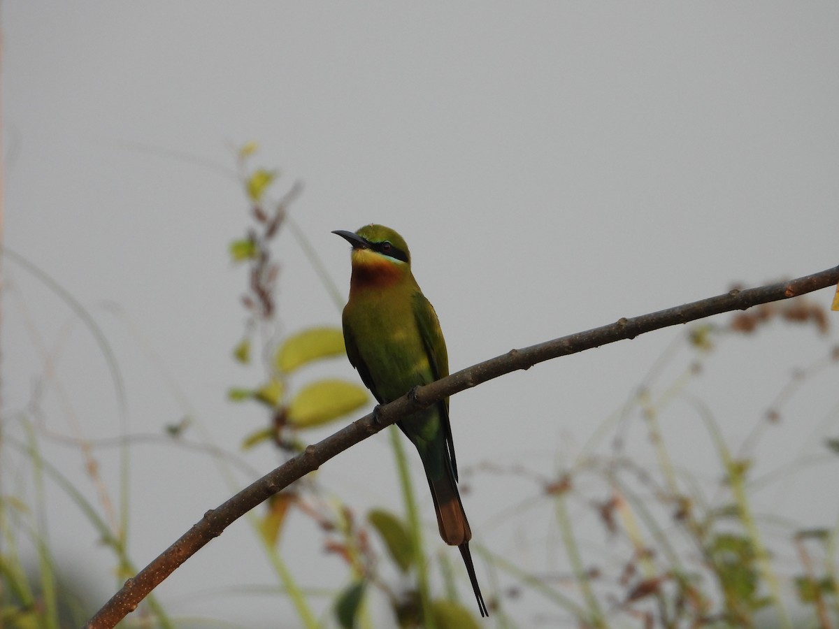 Blue-tailed Bee-eater - ML631471619