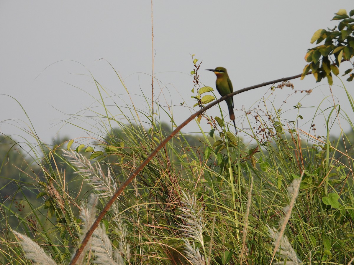 Blue-tailed Bee-eater - ML631471621