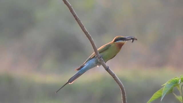 Blue-tailed Bee-eater - ML631471622