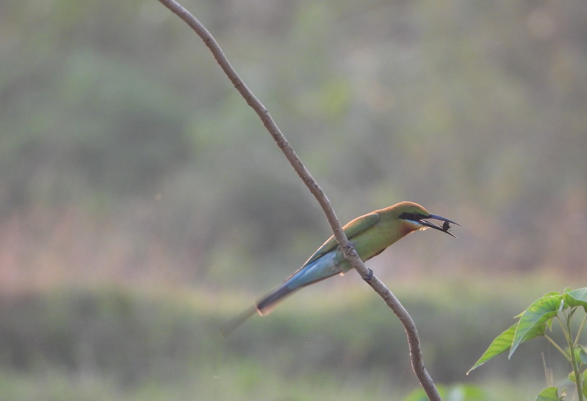 Blue-tailed Bee-eater - ML631471632
