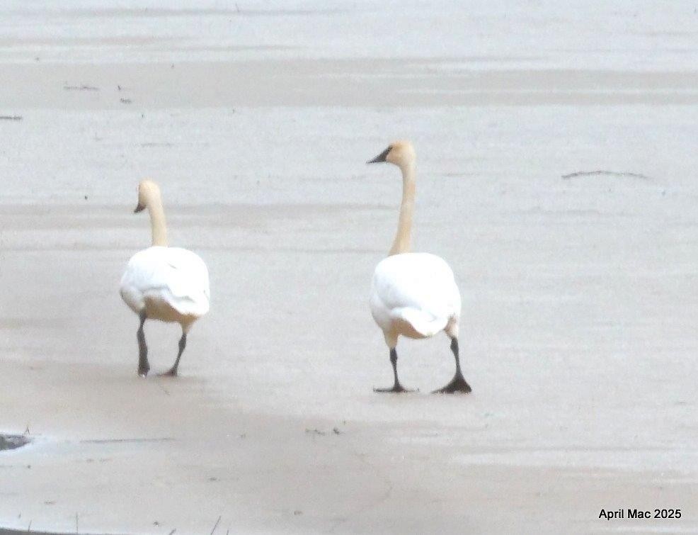 Trumpeter Swan - ML631471706