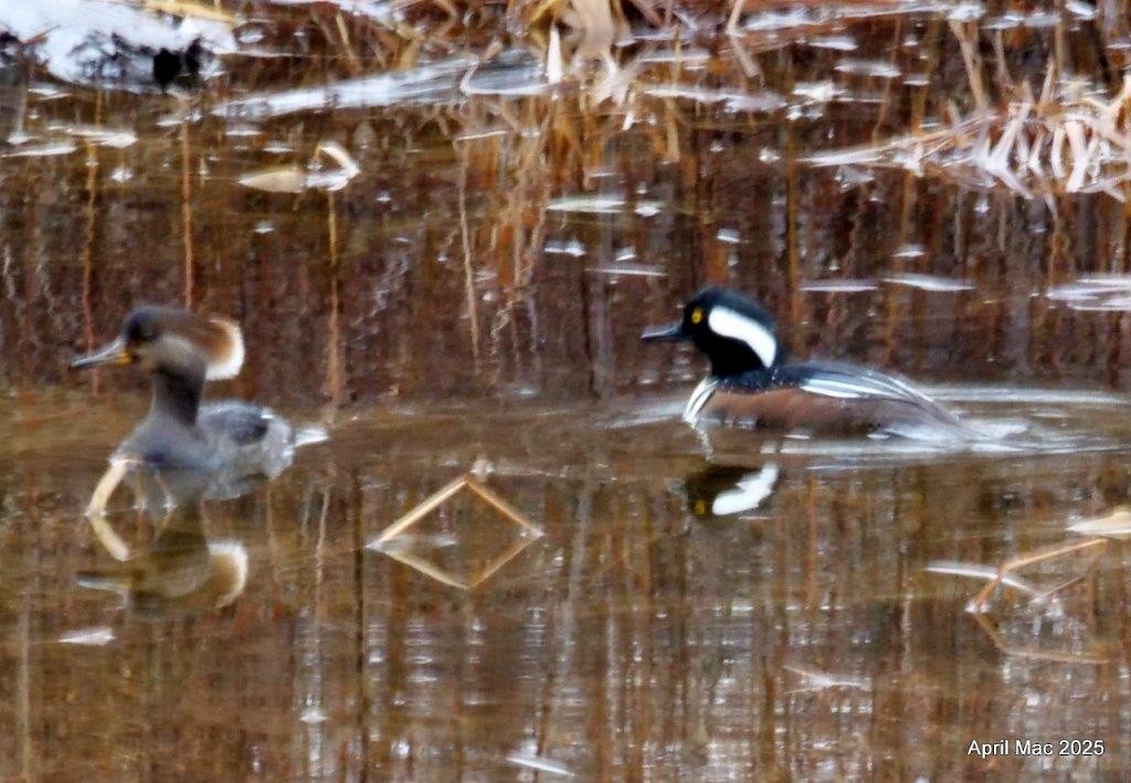 Hooded Merganser - ML631471713