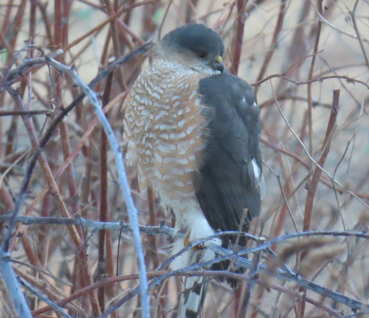 Sharp-shinned Hawk - ML631471726