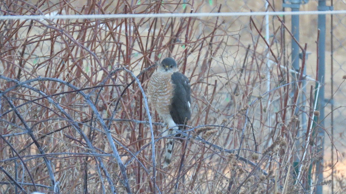 Sharp-shinned Hawk - ML631471767