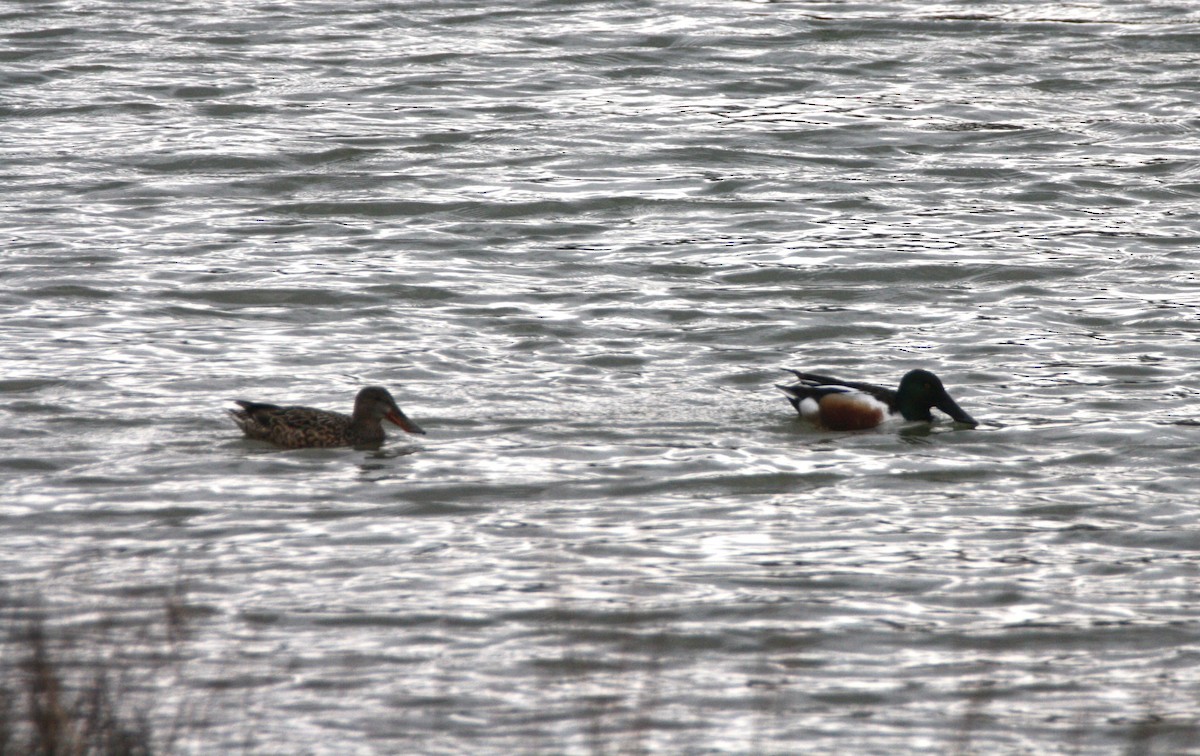 Northern Shoveler - ML631471770
