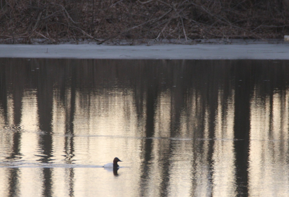 Canvasback - ML631471794