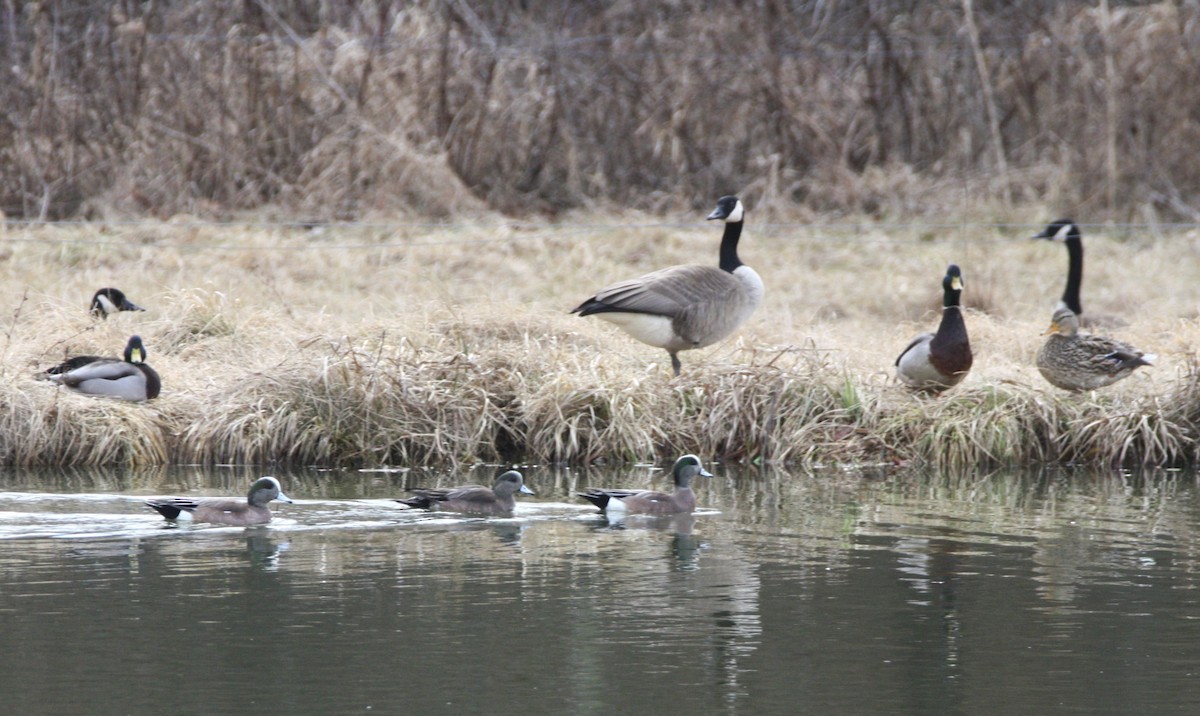 American Wigeon - ML631471831