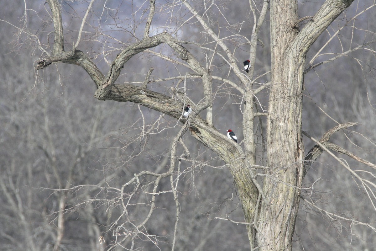 Red-headed Woodpecker - ML631471906
