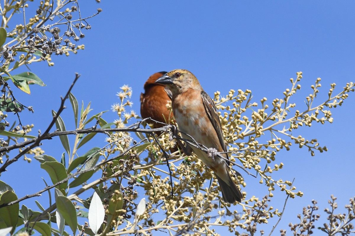 Chestnut Weaver - ML631471934