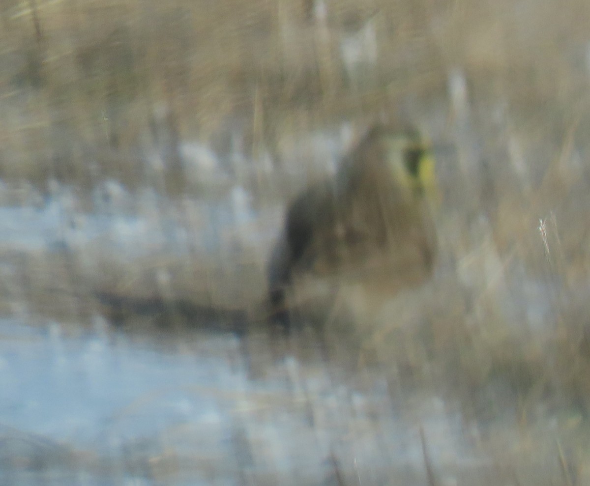 Horned Lark - ML631471953