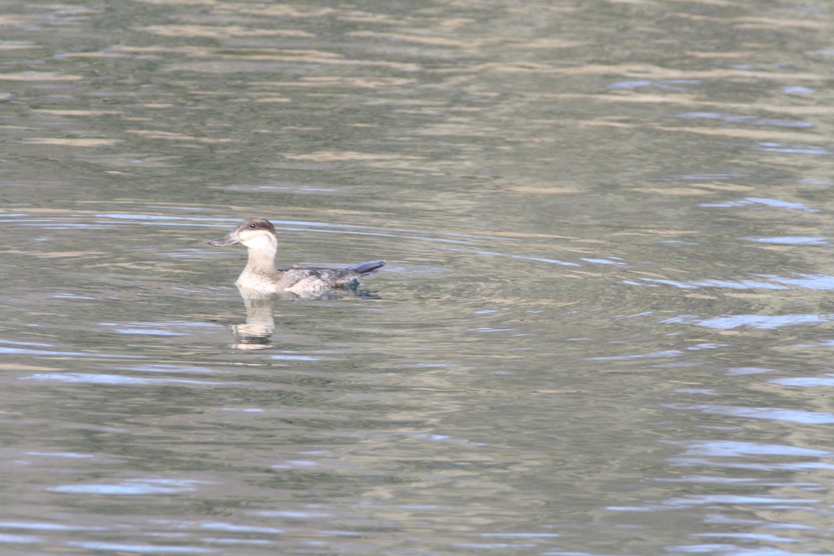 Ruddy Duck - ML631471960