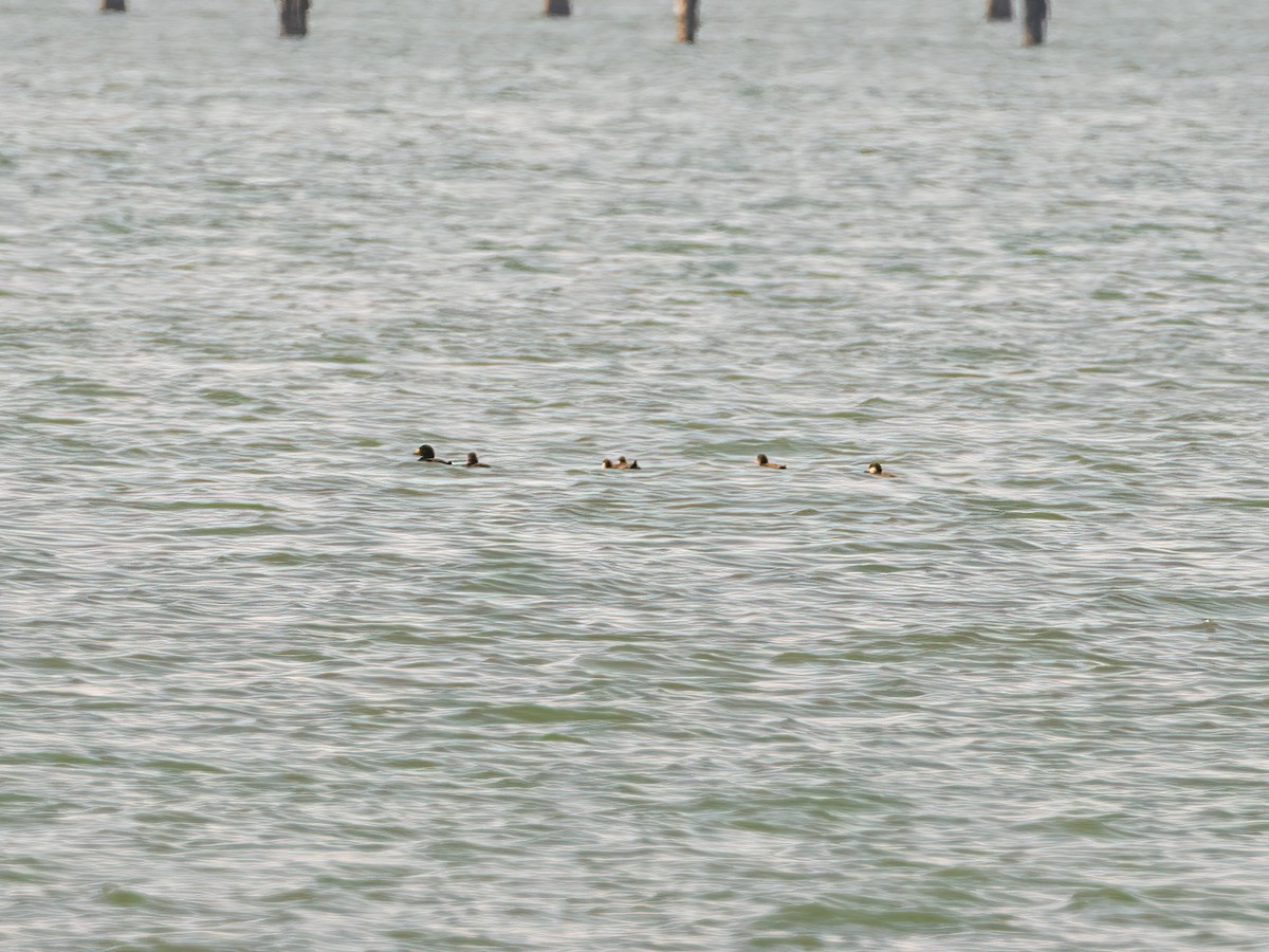 Black Scoter - ML631471987