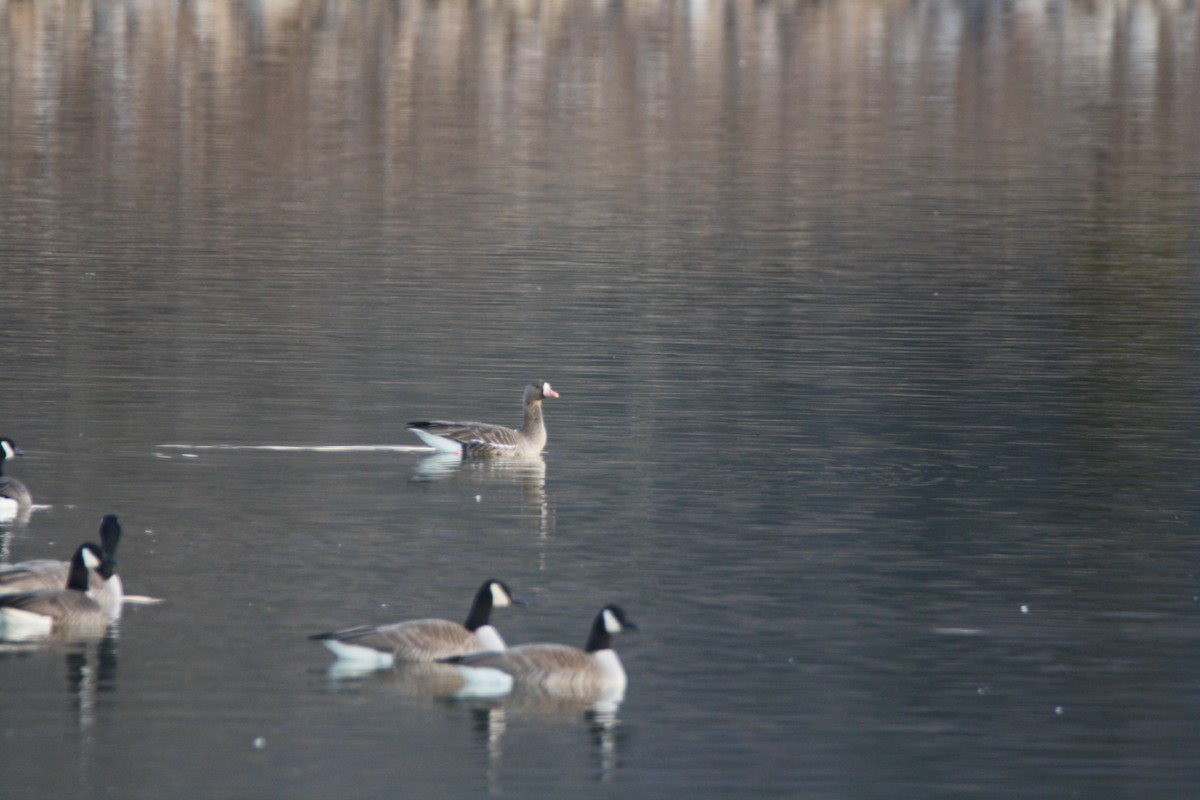 Greater White-fronted Goose - ML631472014