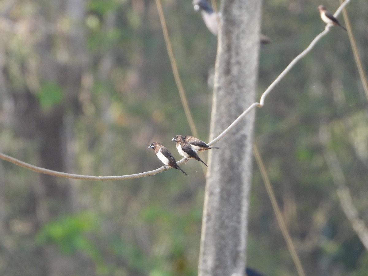 White-rumped Munia - ML631472077