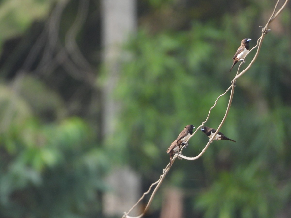 White-rumped Munia - ML631472082