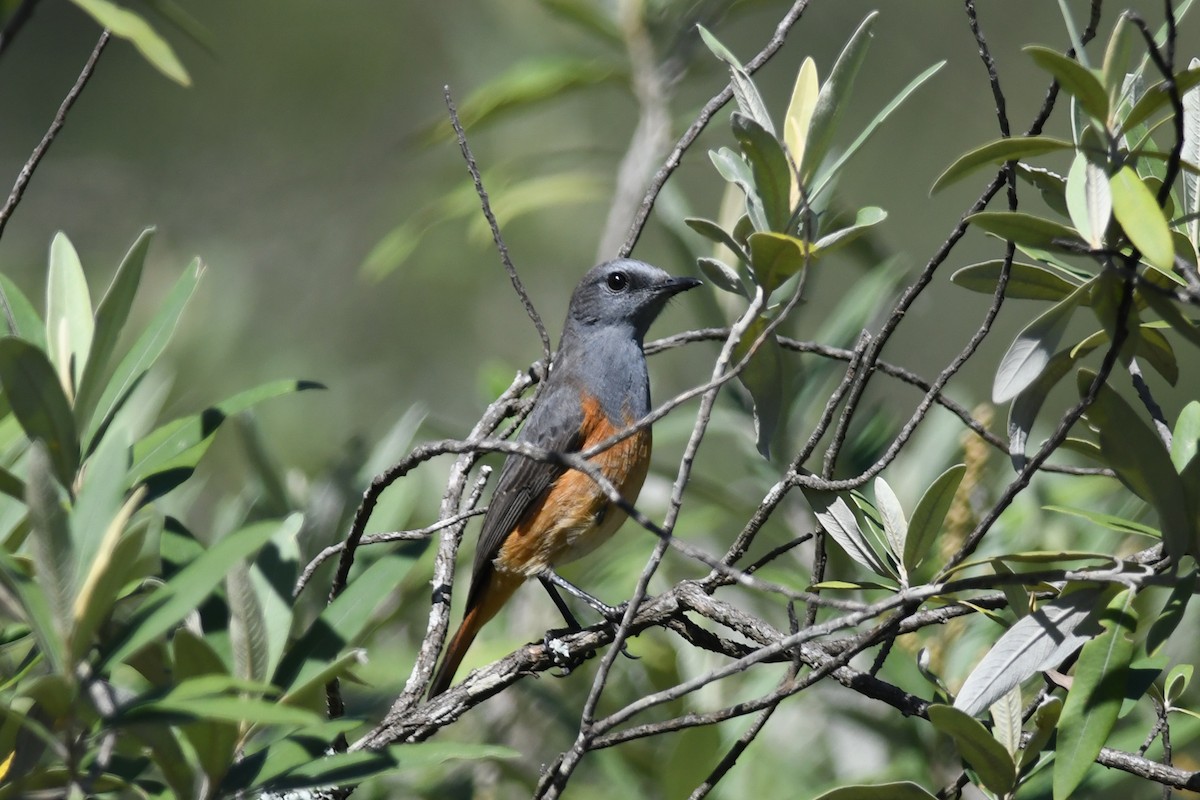 Little Rock-Thrush - ML631472130