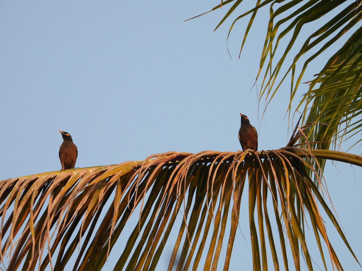 Common Myna - ML631472168