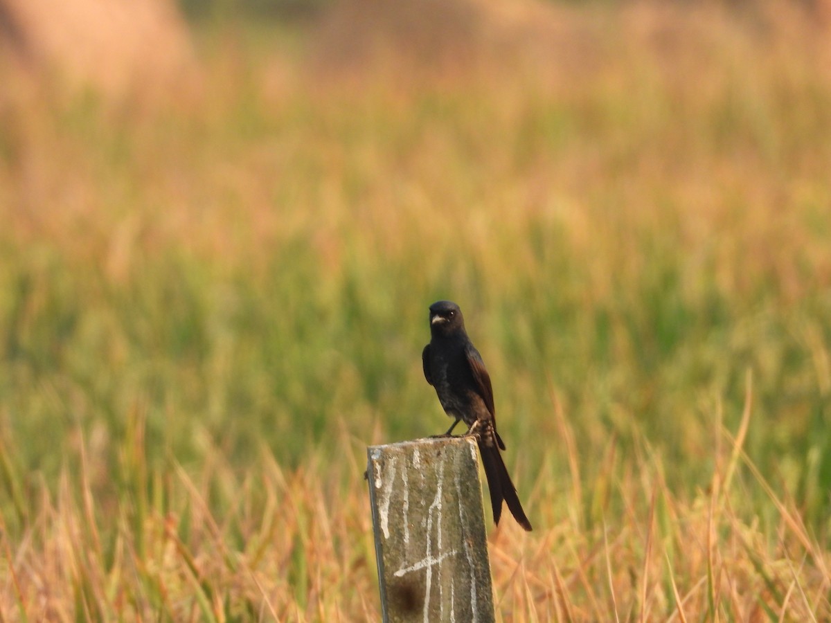 Black Drongo - ML631472192
