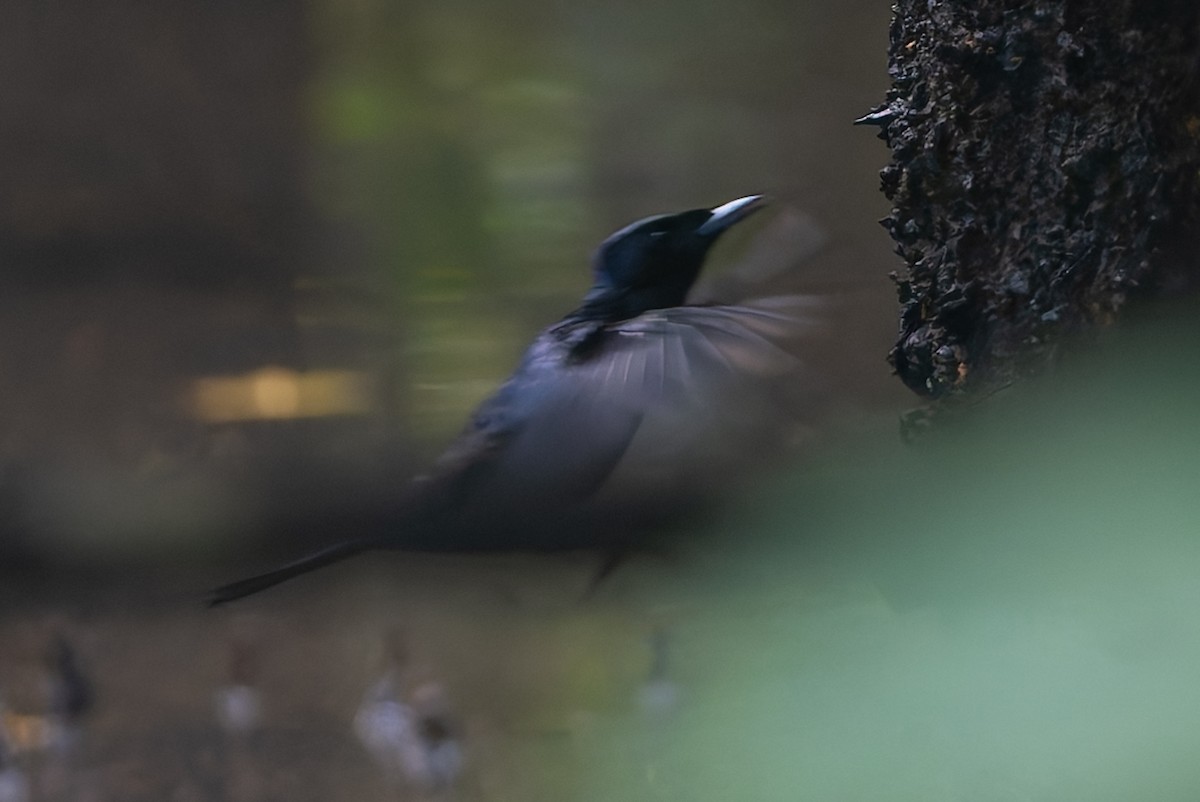 Shining Flycatcher - ML631472456