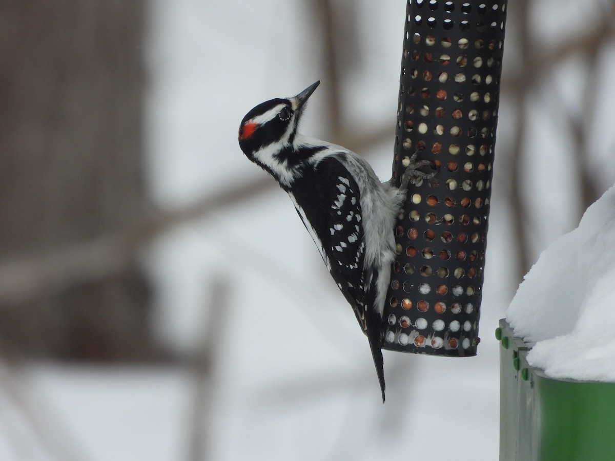 Hairy Woodpecker - ML631472497