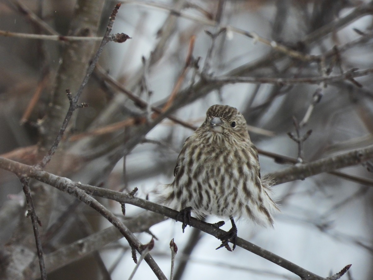 House Finch - ML631472537