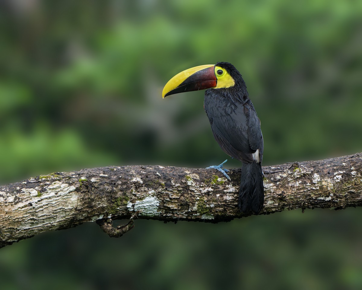 Yellow-throated Toucan - ML631472580