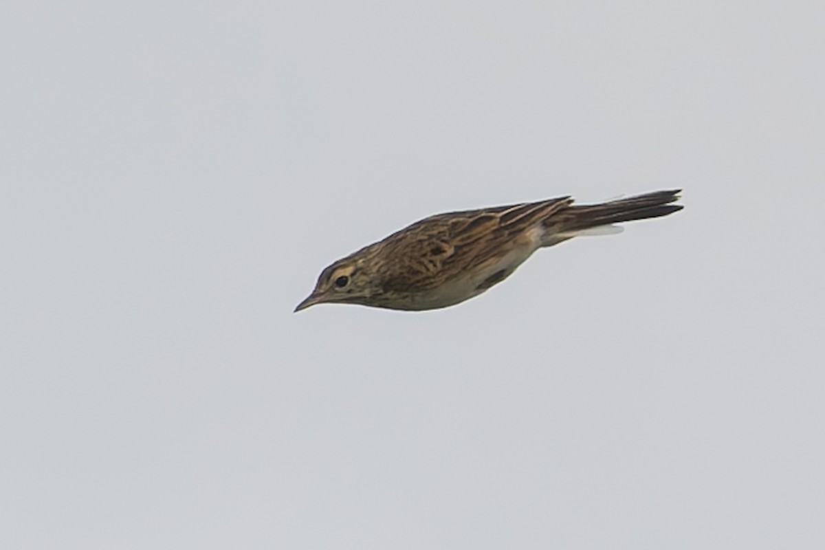 Australian Pipit - ML631472634