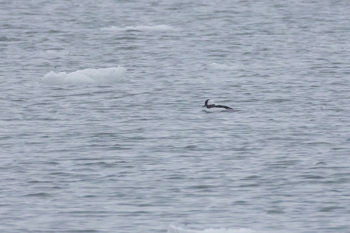 Bufflehead - ML631472702