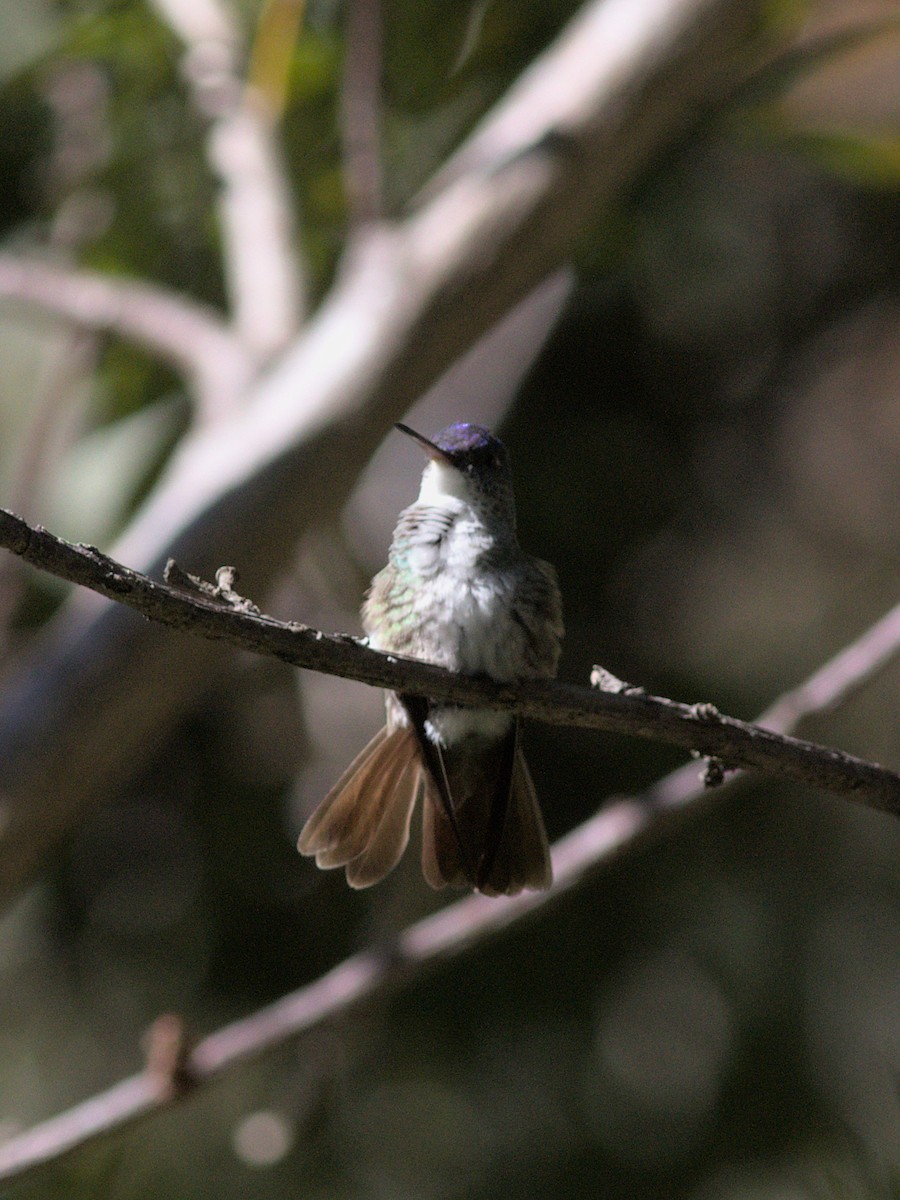 Azure-crowned Hummingbird (Azure-crowned) - ML631472796