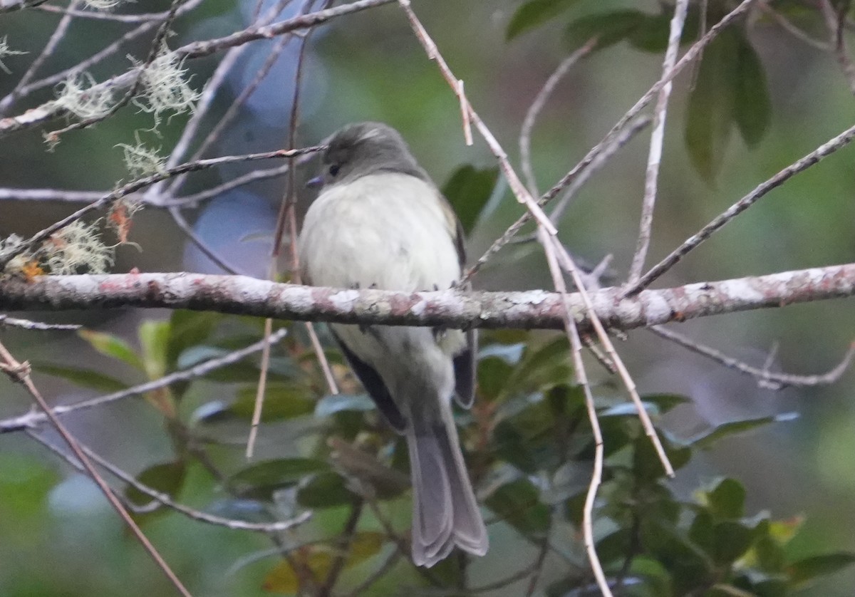 Greater Antillean Elaenia - ML631472847