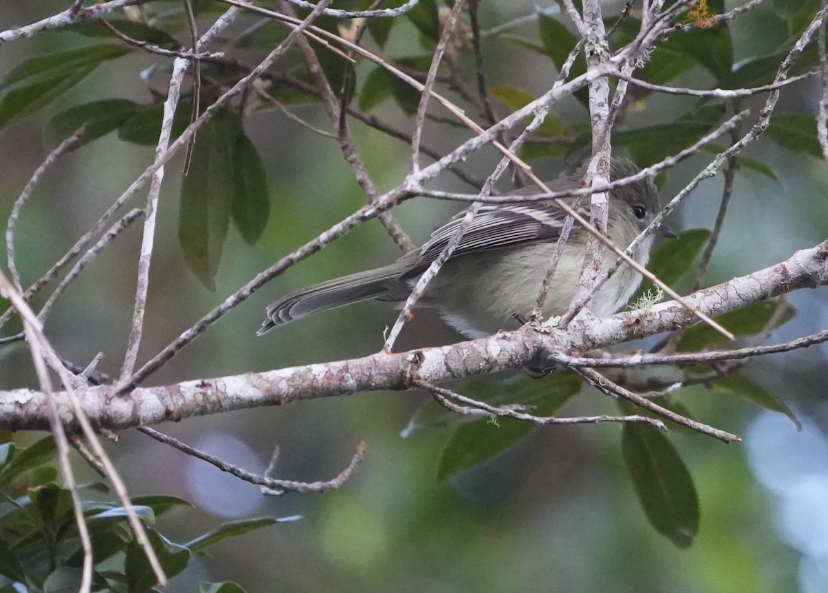 Greater Antillean Elaenia - ML631472863