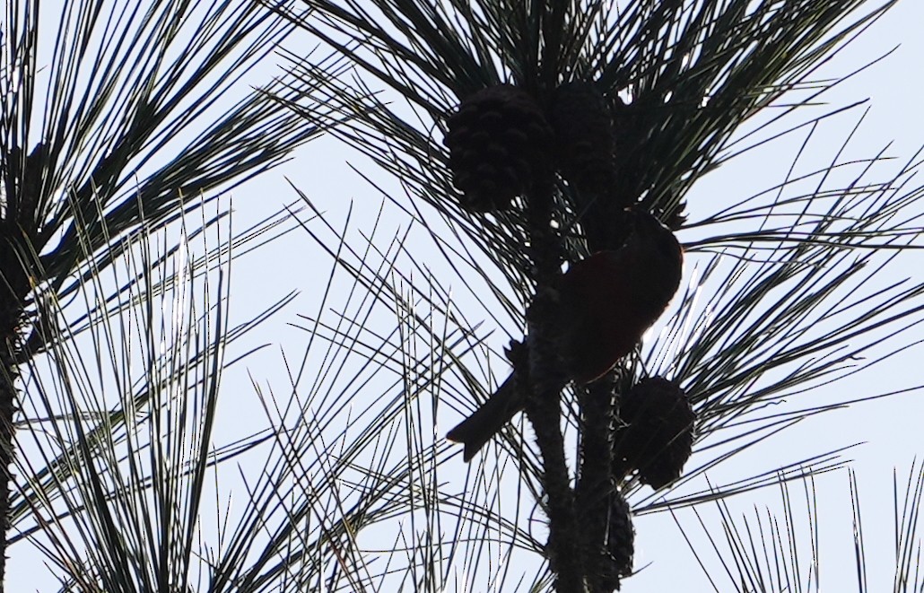 Hispaniolan Crossbill - ML631472926