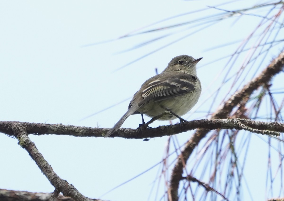 Greater Antillean Elaenia - ML631472994