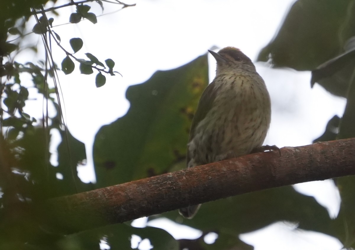 Antillean Piculet - ML631473036