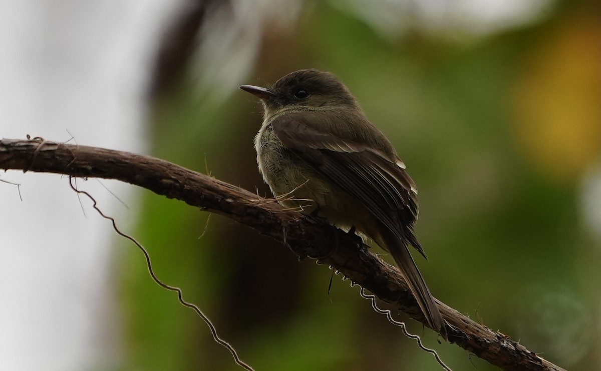Hispaniolan Pewee - ML631473051