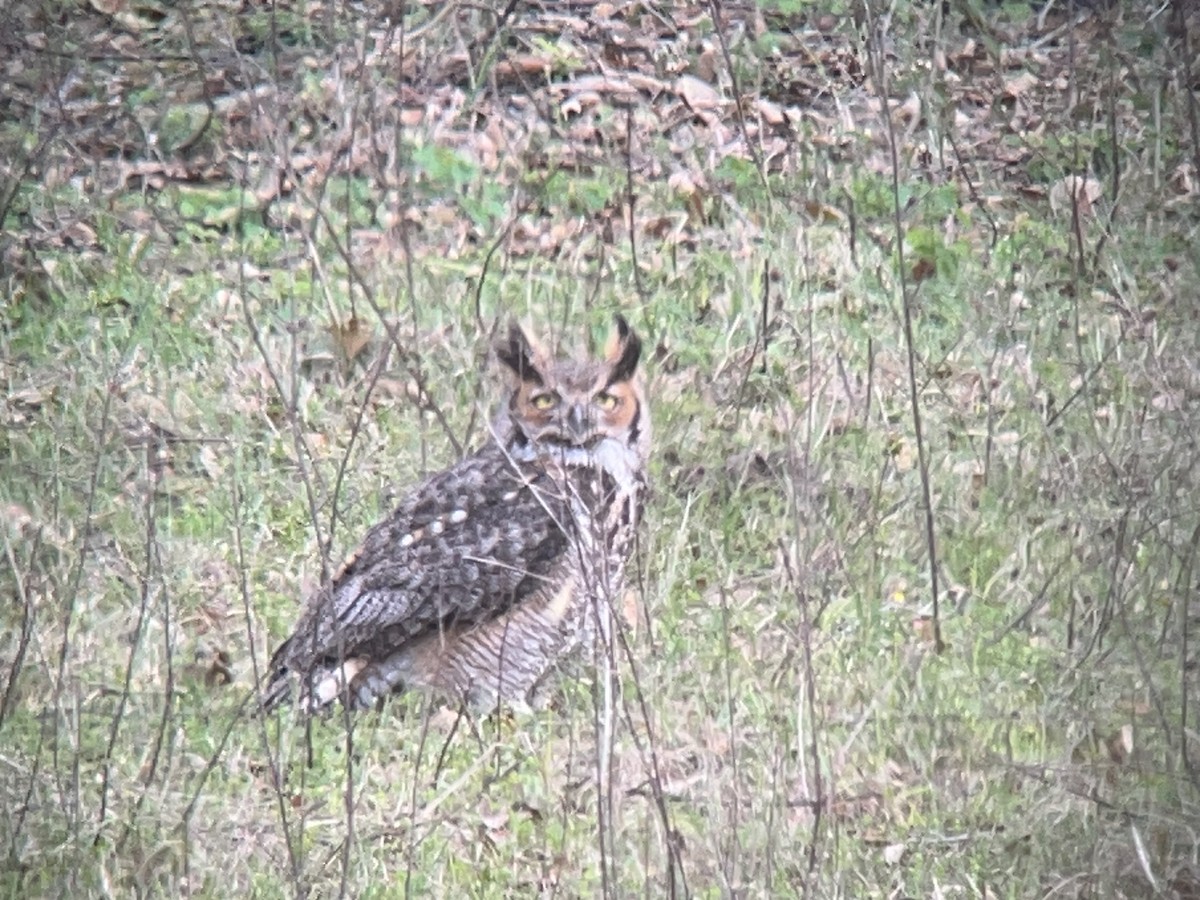 Great Horned Owl - ML631473068