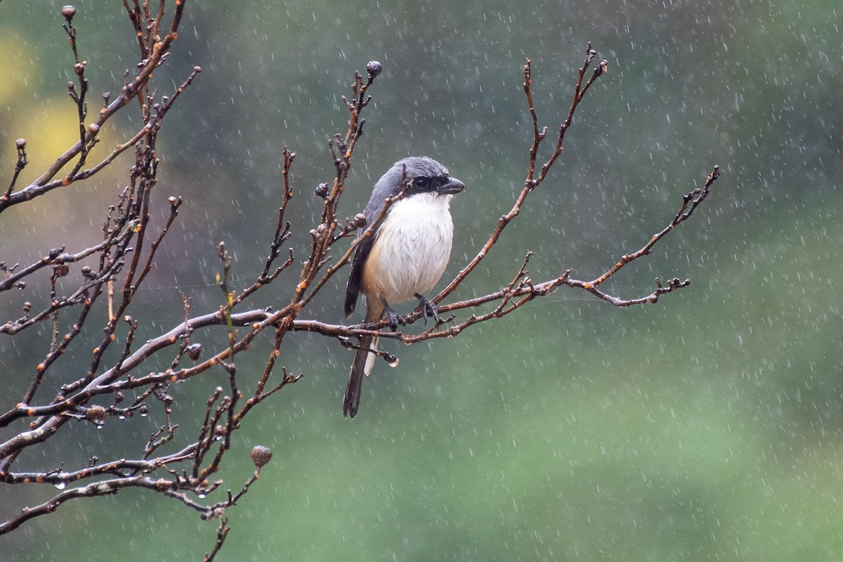 Mountain Shrike - ML631473100