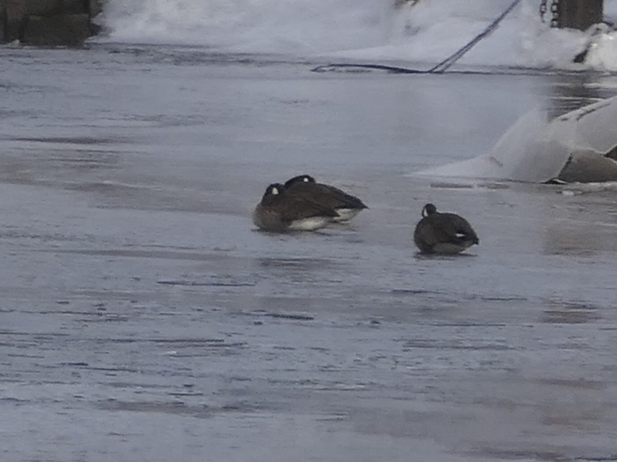 Canada Goose - Nancy Houlihan