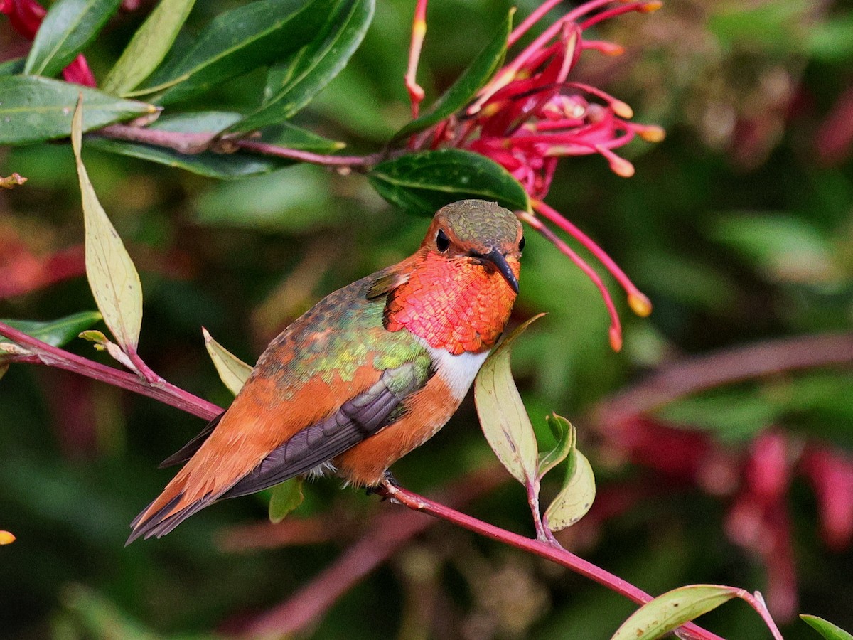 Allen's Hummingbird - ML631473181