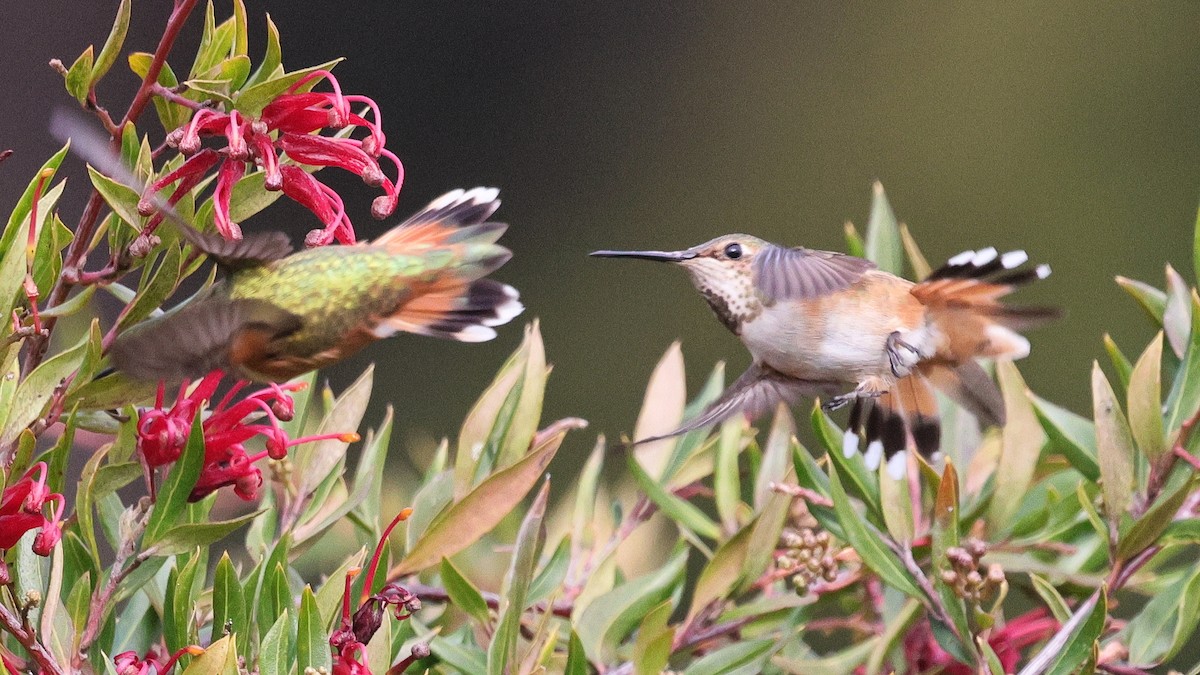 Allen's Hummingbird - ML631473182