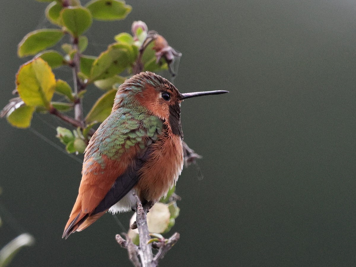 Allen's Hummingbird - ML631473183
