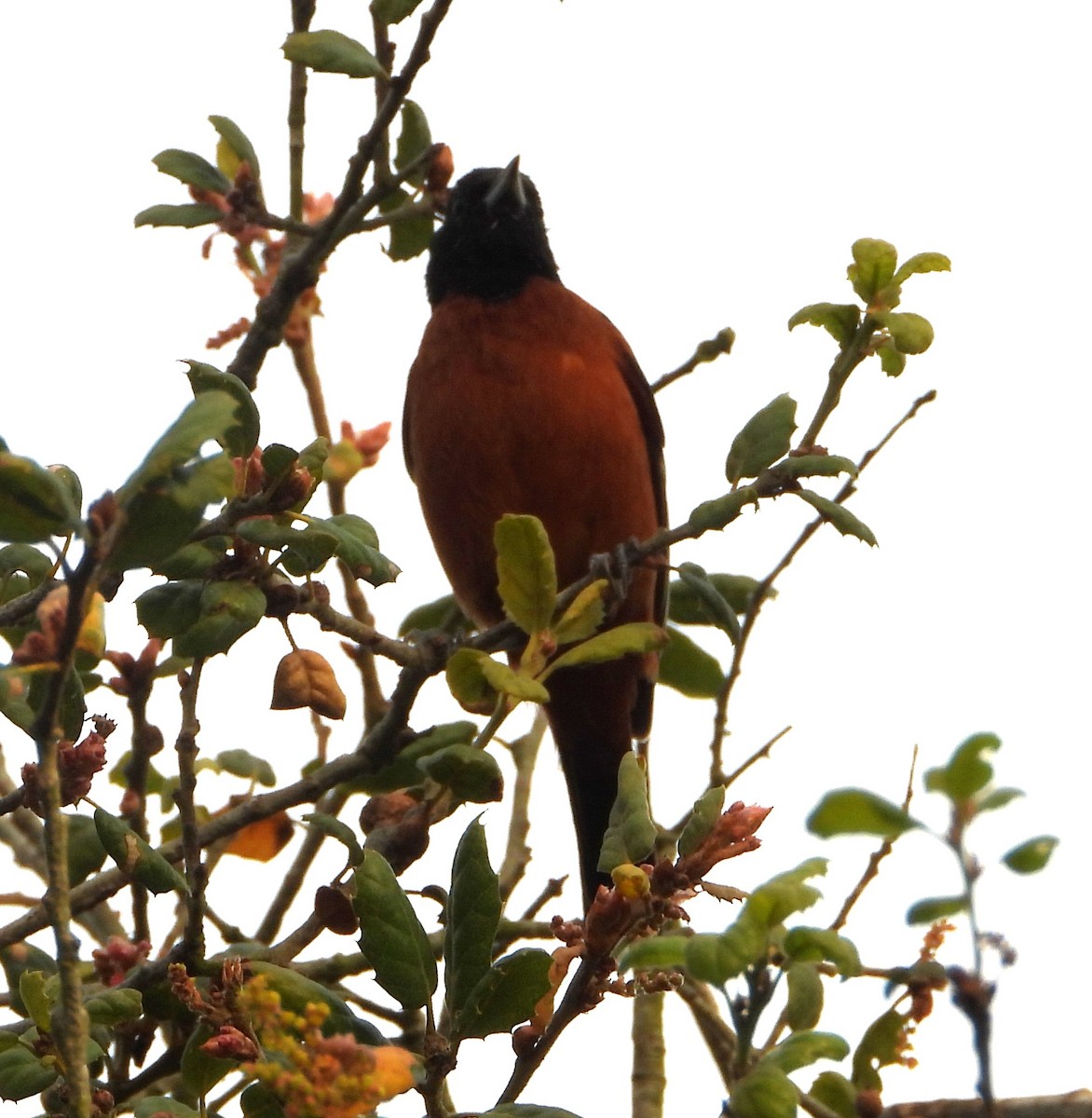 Orchard Oriole - ML631473184