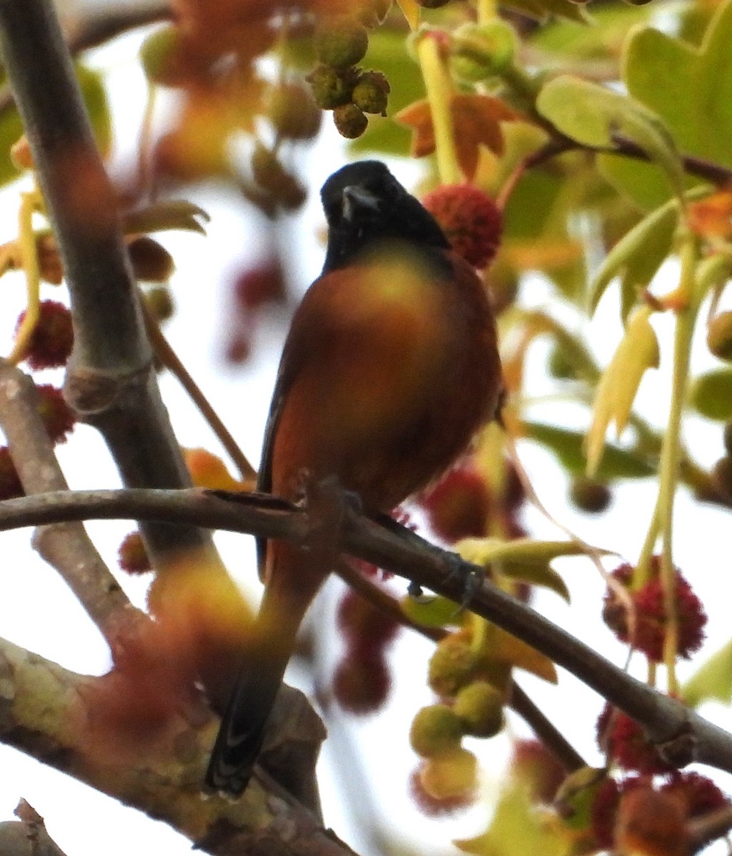 Orchard Oriole - ML631473185