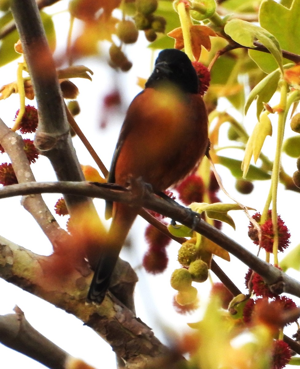 Orchard Oriole - ML631473186