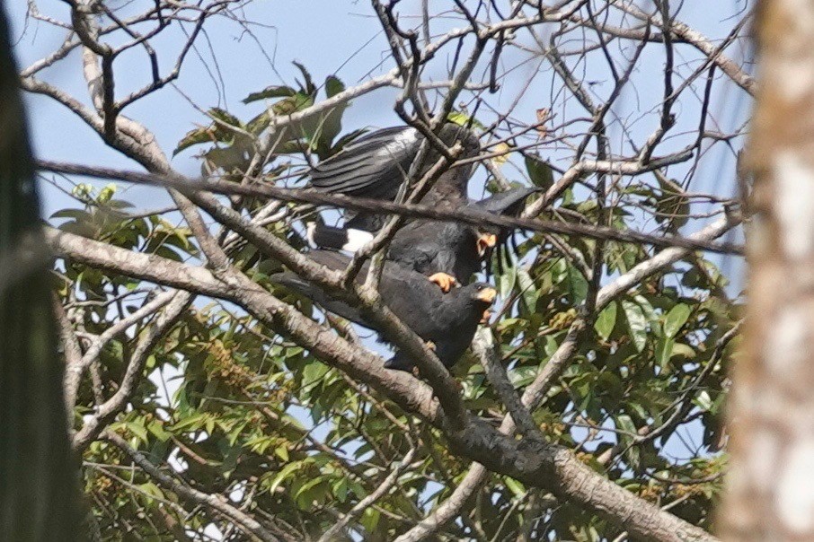 Common Black Hawk - ML631473198