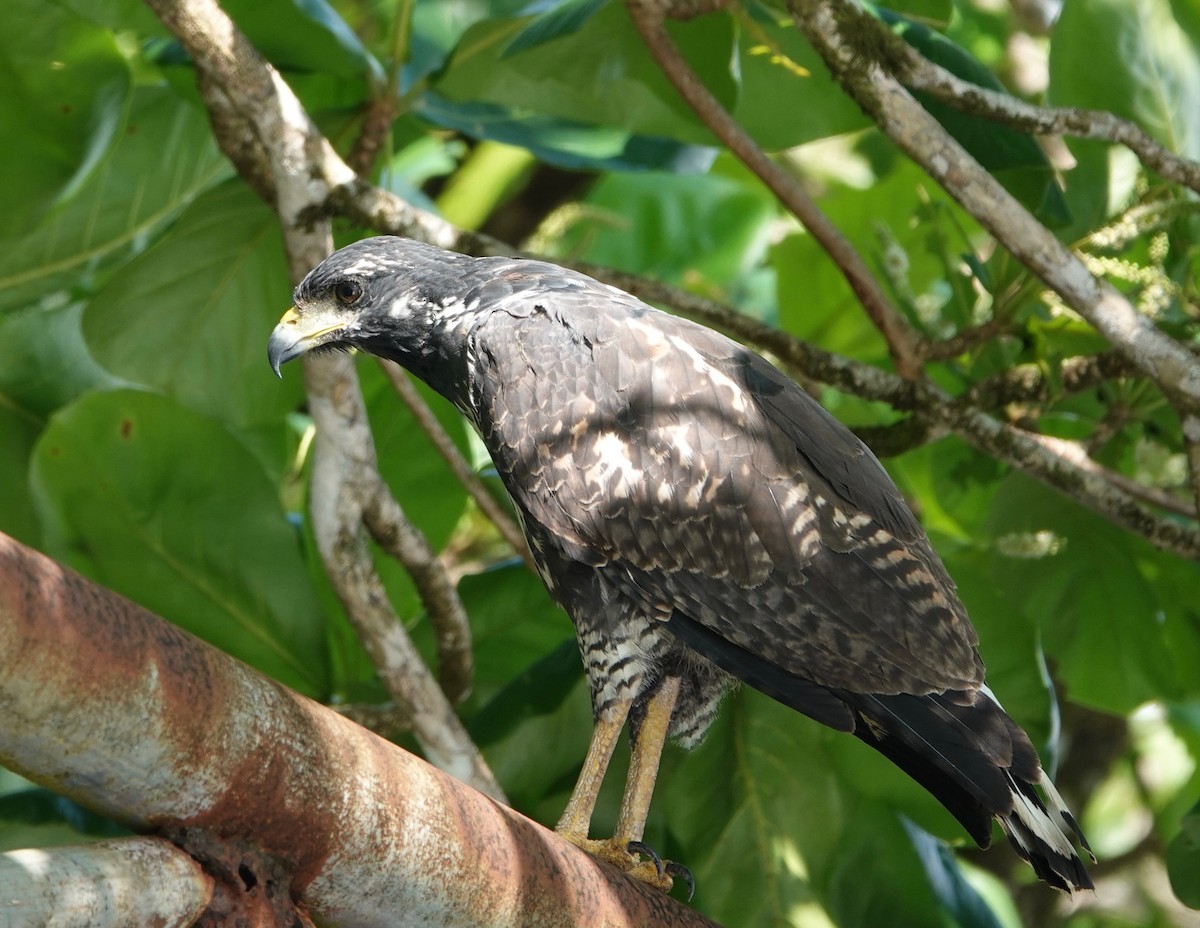 Common Black Hawk - ML631473200