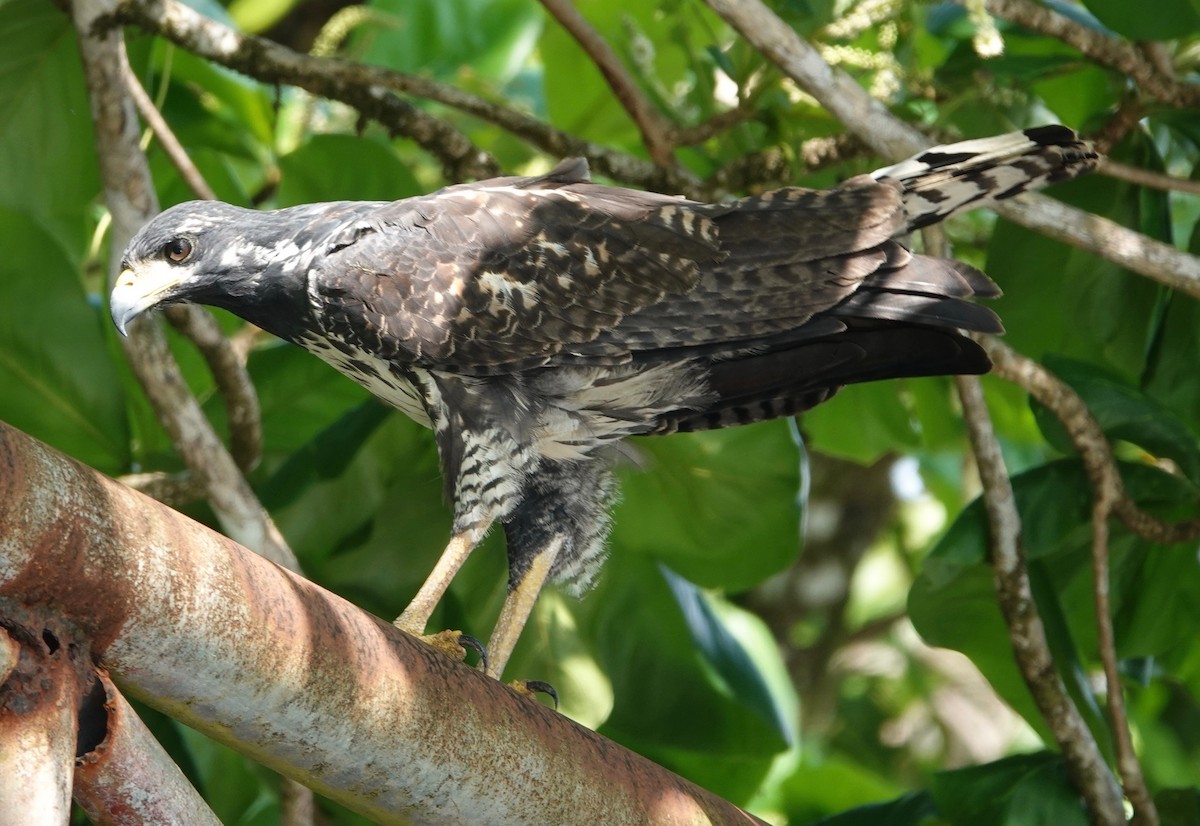 Common Black Hawk - ML631473202