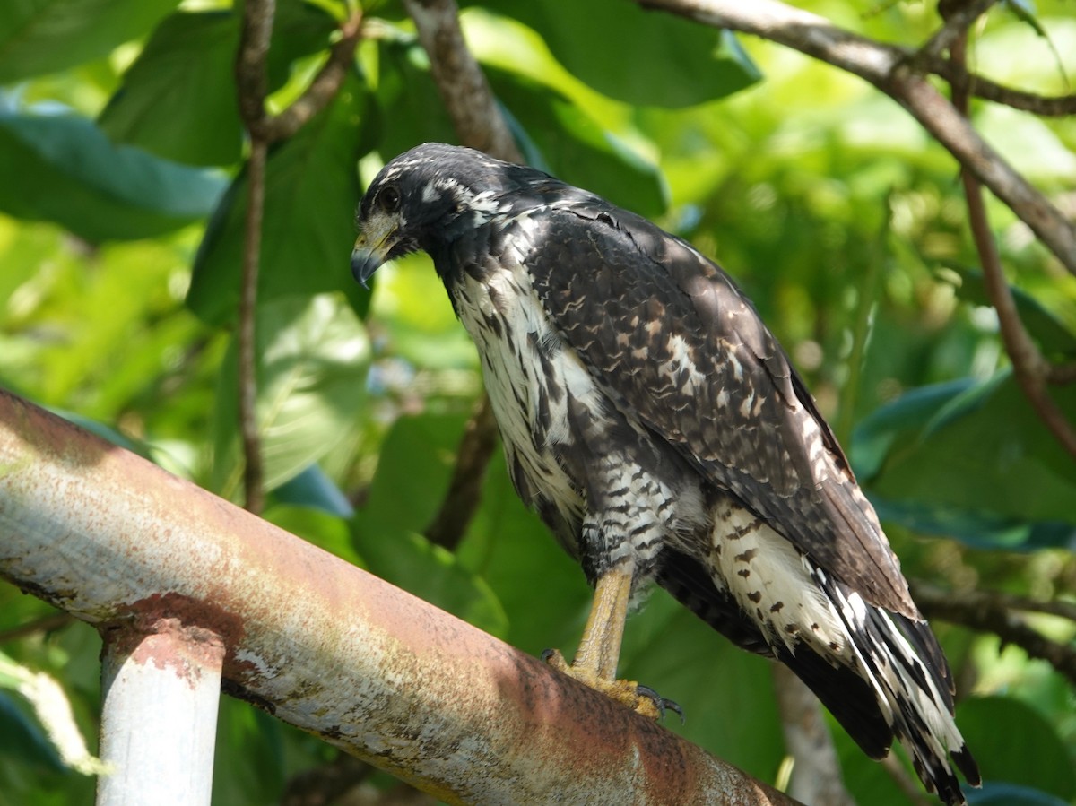 Common Black Hawk - ML631473208