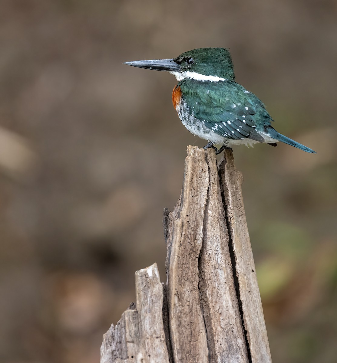 Green Kingfisher - ML631473233