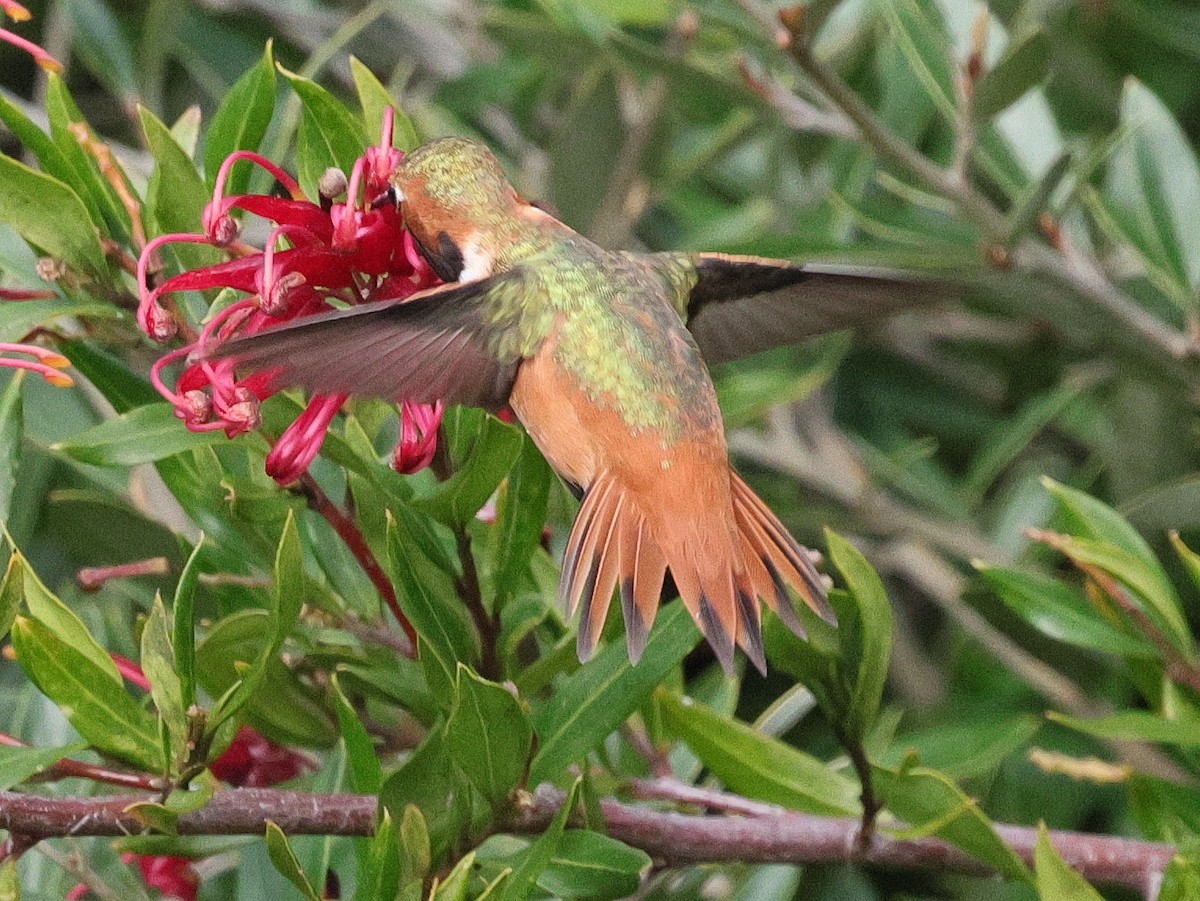 Allen's Hummingbird - ML631473291